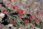 Flore alpine - La Condamine (2900 m) - Renoncule des glaciers