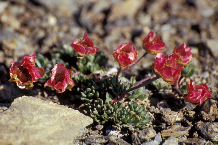 Flore de la Condamine - Renoncule des glaciers - Ranunculus glacialis - Renonculaces