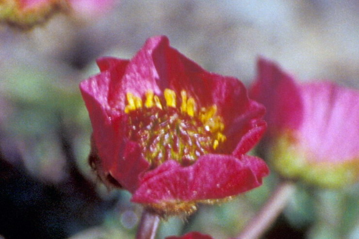 Flore de la Condamine - Renoncule des glaciers - Ranunculus glacialis - Renonculaces