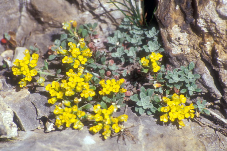 Flore de la Condamine - Alysson alpestre - Alyssum alpestre - Brassicacées / Crucifères