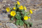 Flore alpine - La Condamine (2900 m) - Benote rampante