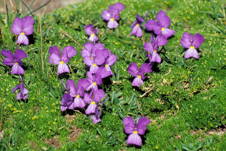 Flore de la Condamine - Pense des Alpes - Viola calcarata - Violaces
