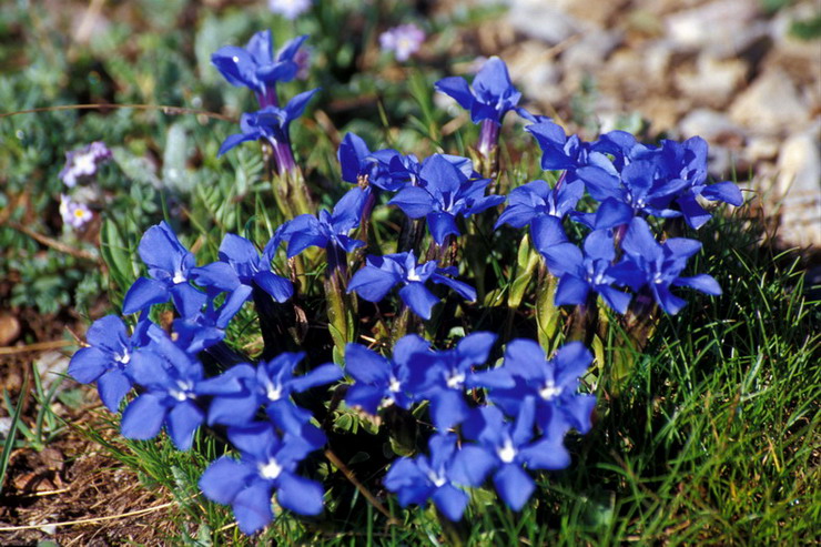 Flore de la Condamine - Gentiane printanire - Gentiana verna - Gentianaces