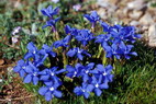 Flore alpine - La Condamine (2700 m) - Gentiane printanire