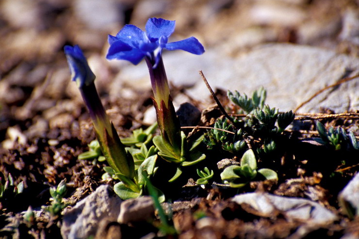 Flore de la Condamine - Gentiane printanire - Gentiana verna - Gentianaces