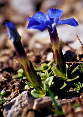 Flore de la Condamine - Gentiane printanire - Gentiana verna - Gentianaces