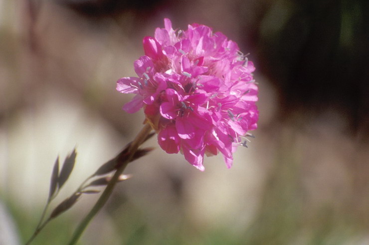 Flore de la Condamine - Gazon d'Espagne - Armeria alpina - Plombaginaces