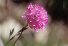 Flore alpine - La Condamine (2600 m) - Gazon d'Espagne ou Armrie des Alpes 