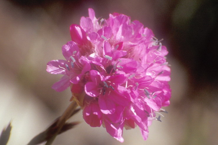 Flore de la Condamine - Gazon d'Espagne - Armeria alpina - Plombaginaces