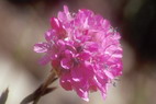 Flore alpine - La Condamine (2600 m) - Gazon d'Espagne ou Armrie des Alpes 