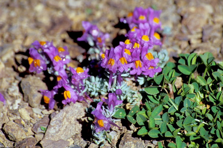 Flore de la Condamine - Linaire des Alpes - Linaria alpina - Scrophulariaces