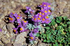 Flore alpine - La Condamine (2700 m) - Linaire des Alpes