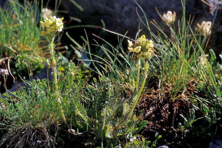 Flore de la Condamine - Pdiculaire - Pedicularis .. - Scrophulariaces