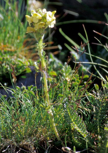 Flore de la Condamine - Linaire des Alpes - Linaria alpina - Scrophulariaces