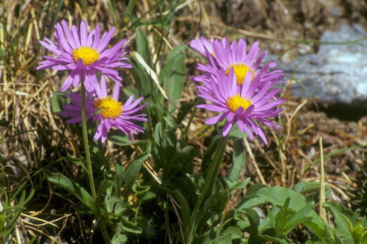 Flore de la Condamine - Aster des Alpes - Aster alpinus - Astraces / Composes