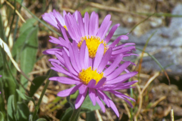 Flore de la Condamine - Aster des Alpes - Aster alpinus - Astraces / Composes