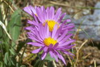 Flore alpine - La Condamine (2700 m) - Aster des Alpes