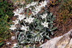 Flore alpine - La Condamine (2600 m) - Edelweiss