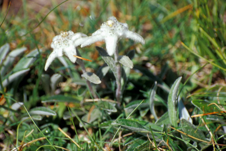 Flore de la Condamine - Edelweiss - Leontopodium alpinum - Astraces / Composes