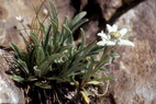 Flore alpine - La Condamine (2600 m) - Edelweiss