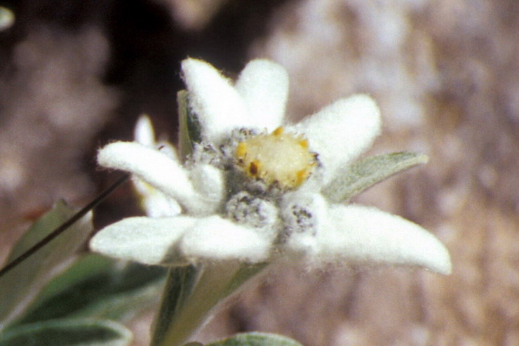 Flore de la Condamine - Edelweiss - Leontopodium alpinum - Astraces / Composes