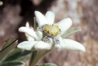 Flore alpine - La Condamine (2600 m) - Edelweiss