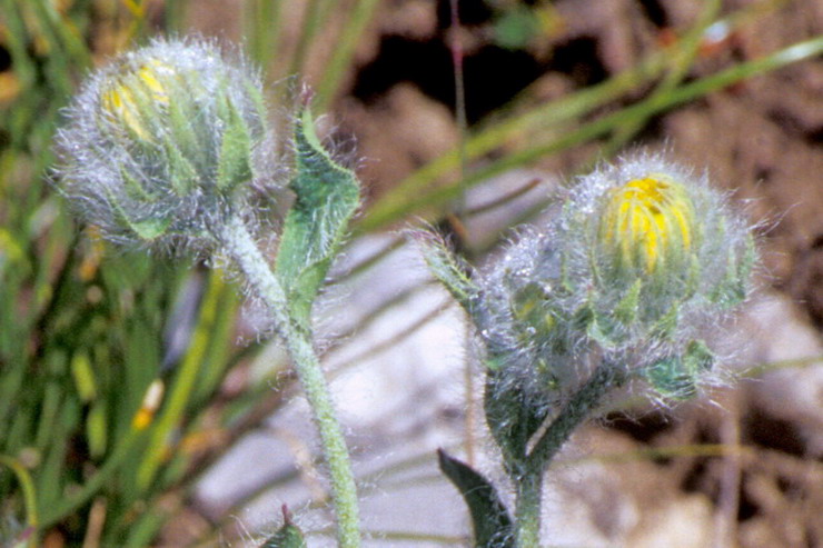 Flore de la Condamine - pervire velue - Hieracium villosum - Astraces / Composes