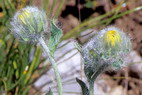 Flore alpine - La Condamine (2600 m) - pervire velue