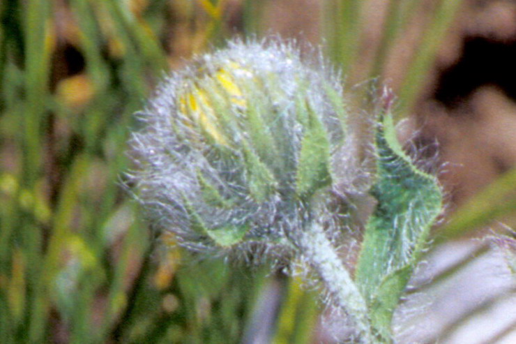 Flore de la Condamine - pervire velue - Hieracium villosum - Astraces / Composes