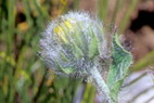 Flore alpine - La Condamine (2600 m) - pervire velue