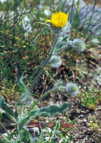 Flore de la Condamine - pervire velue - Hieracium villosum - Astraces / Composes