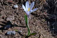 Flore des crins - Crocus  fleurs blanches - Crocus albiflorus - Iridaces