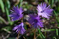 Flore des crins - Soldanelle alpine - Soldanella alpina - Primulaces