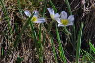 Flore des crins - Renoncule des Pyrnes - Ranunculus kuepferi - Renonculaces