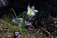 Flore des crins - Renoncule des Pyrnes - Ranunculus kuepferi - Renonculaces