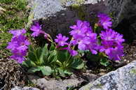 Flore des crins - Primevre hirsute - Primula hirsuta - Primulaces