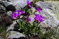 Flore des crins - Primevre hirsute - Primula hirsuta - Primulaces