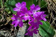 Flore des crins - Primevre hirsute - Primula hirsuta - Primulaces