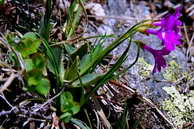 Flore des crins - Primevre hirsute - Primula hirsuta - Primulaces