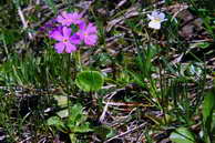 Flore des crins - Primevre farineuse - Primula farinosa - Primulaces & Grassette alpine - Pinguicula alpina - Lentibuliaraces