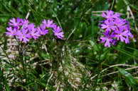 Flore des Écrins - Primevère farineuse - Primula farinosa - Primulacées