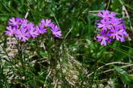 Flore des crins - Primevre farineuse - Primula farinosa - Primulaces