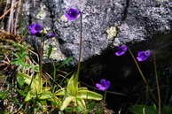 Flore des crins - Grassette vulgaire - Pinguicula vulgaris - Lentibuliaraces