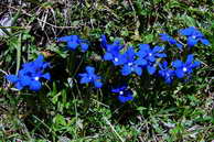 Flore des crins - Gentiane printanire - Gentiana verna - Gentianaces