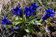 Flore des crins - Gentiane acaule - Gentiana acaulis - Gentianaces