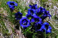 Flore des crins - Gentiane acaule - Gentiana acaulis - Gentianaces