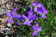 Flore des crins - Pense des Alpes, Violette peronne - Viola calcarata - Violaces