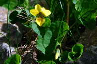 Flore des crins - Violette  deux fleurs - Viola Biflora - Violaces