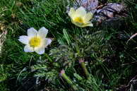 Flore des crins - Pulsatille alpine - Pulsatilla alpina - Renonculaces