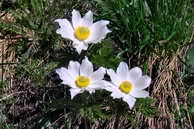 Flore des crins - Pulsatille alpine - Pulsatilla alpina - Renonculaces